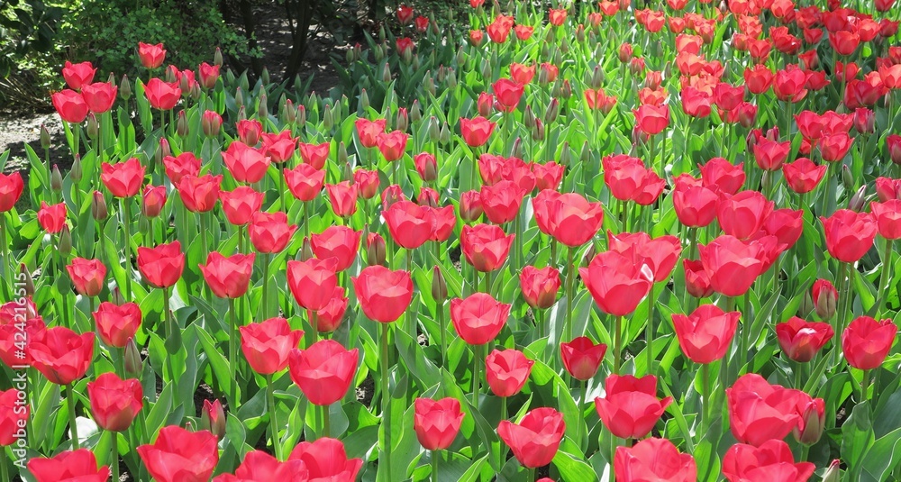 Bright Red Pink Tulips at Keukenhof Flower Garden, Holland