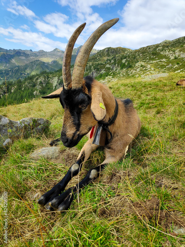Chamois Coloured Goat in front of alpine panorama in Ticino