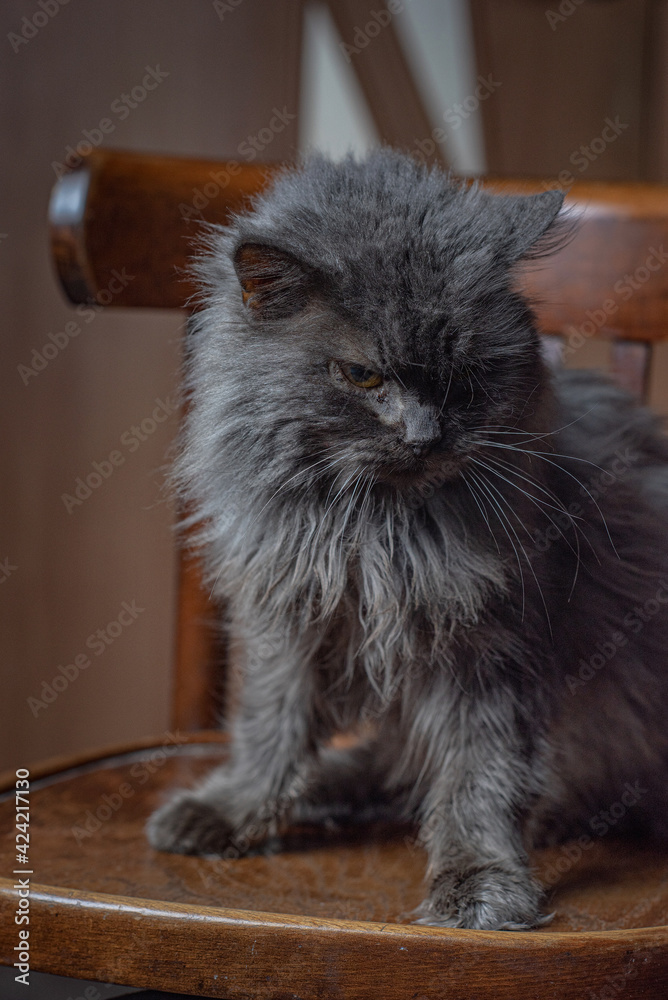 A very fluffy black-gray cat sits on a chair.