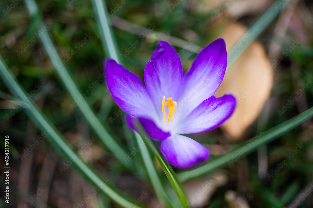 crocuses in the spring. the crocus bloomed. spring flowers in the park. beautiful purple flower. flowers macro crocuses in the spring. the crocus bloomed. spring flowers in the park. beautiful purple flower. flowers macro