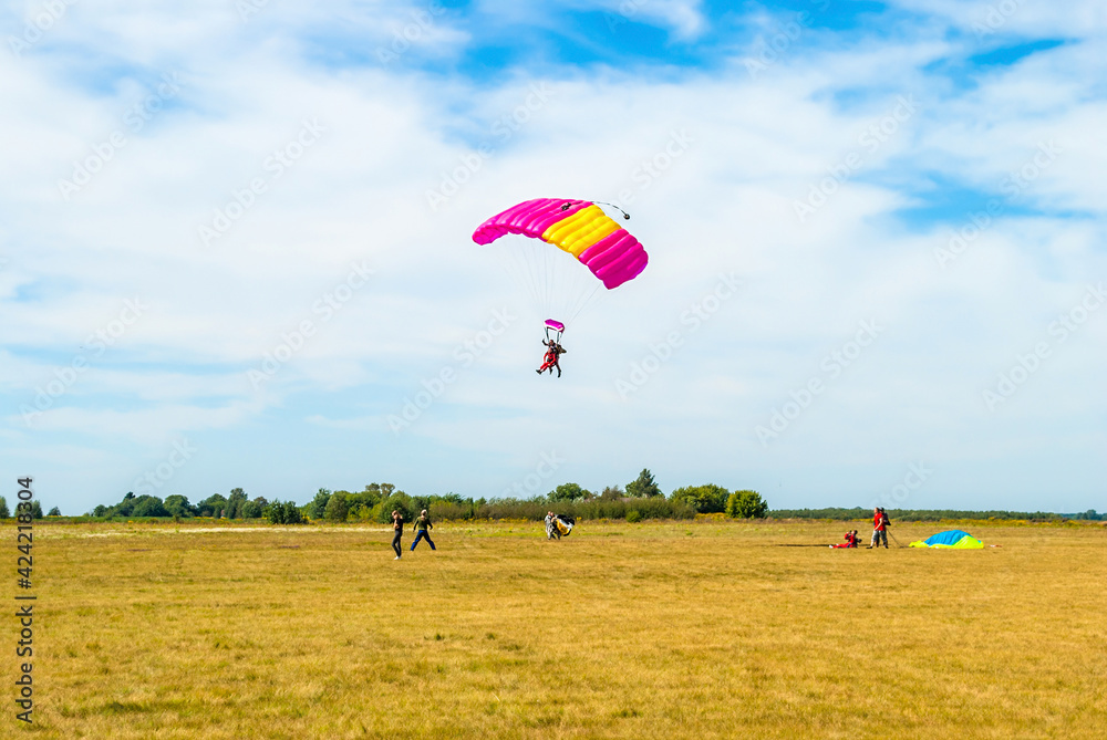 Obraz premium Paraglider landing on summer field. Skydiver landing on airfield