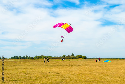 Paraglider landing on summer field. Skydiver landing on airfield