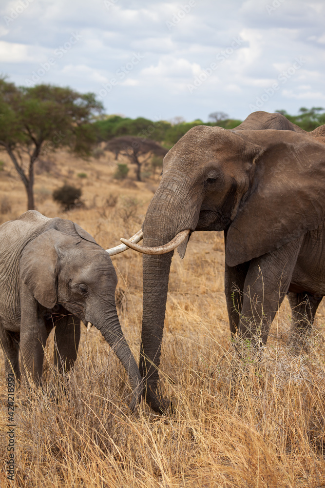 Elephant and young