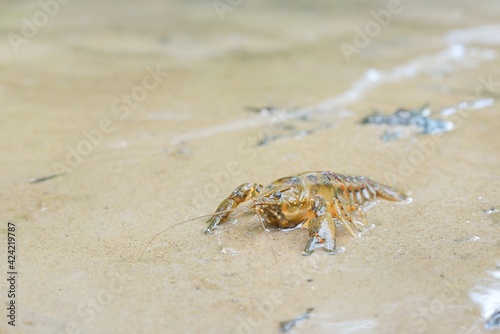 American spiny-cheek high crayfish (Orconectes Limosus) invasive to Europe in forest river, Germany. Nature, wildlife, zoology, biology, carcinology, science, ecosystems, environmental conservation photo