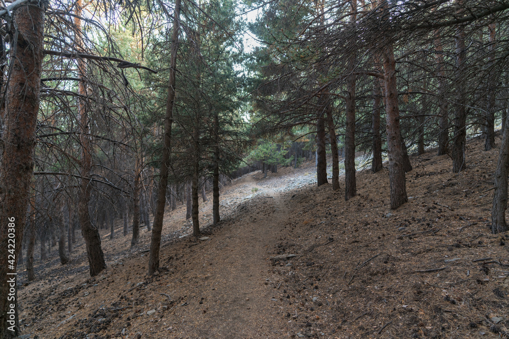 Fototapeta premium dirt road in the Sierra Nevada mountain