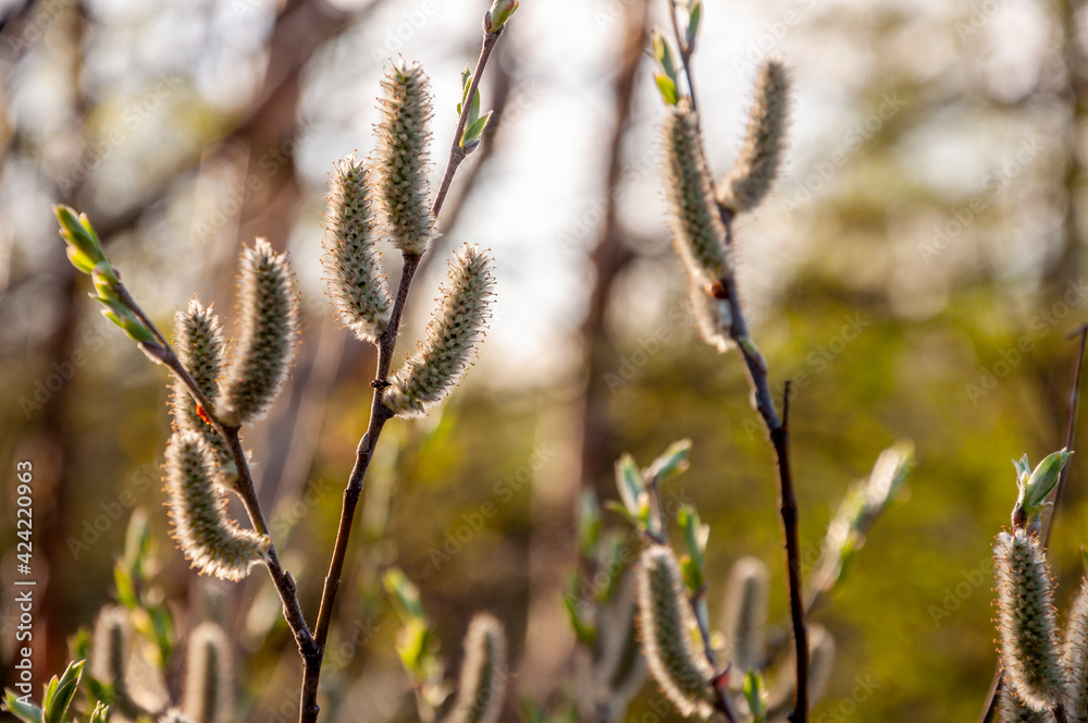 Branch of pussy-willow tree with tiny fluffy blossom catkin in early spring in the back light of a sun on the blue sky background. Easter in tender colors Branch of pussy-willow tree with tiny fluffy blossom catkin in early spring in the back light of a sun on the blue sky background. Easter in tender colors