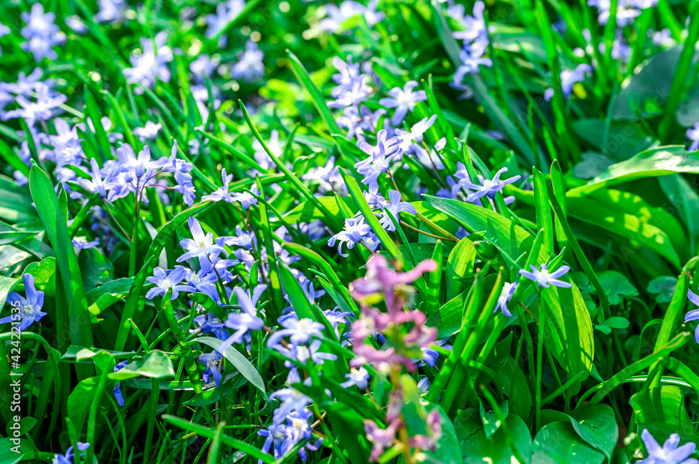 grass with flowers