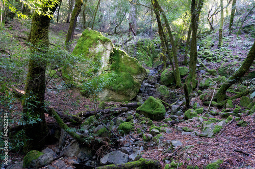 Mossy lion boulder in forest