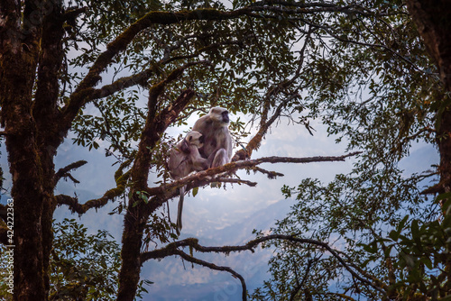 Gray or Hanuman langurs are most widespread langurs of the Indian Subcontinent, group of Old World monkeys constituting the genus Semnopithecus at Himalayas forest Binsar Wildlife sanctuary.