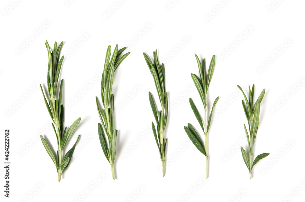 fresh green rosemary isolated on white. top view. elements for design - obrazy, fototapety, plakaty 