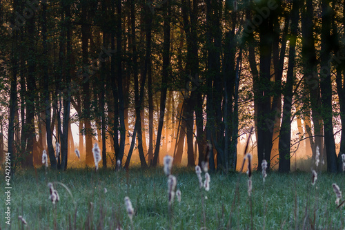 Ciemny mroczny las o świcie, groźny klimat, dramaturgia, straszny las photo