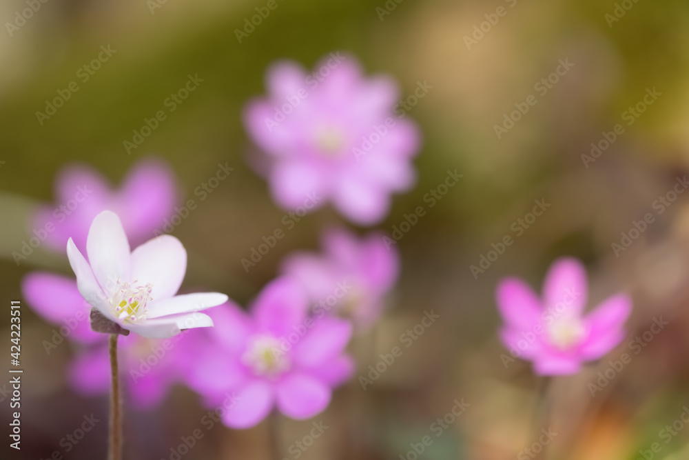 Fototapeta premium Macro closeup of a rare, white, liverwort blossom (Hepatica nobilis). Sunny floral bokeh in background.