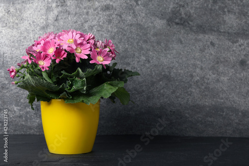 Beautiful pink cineraria plant in flower pot on black table. Space for text