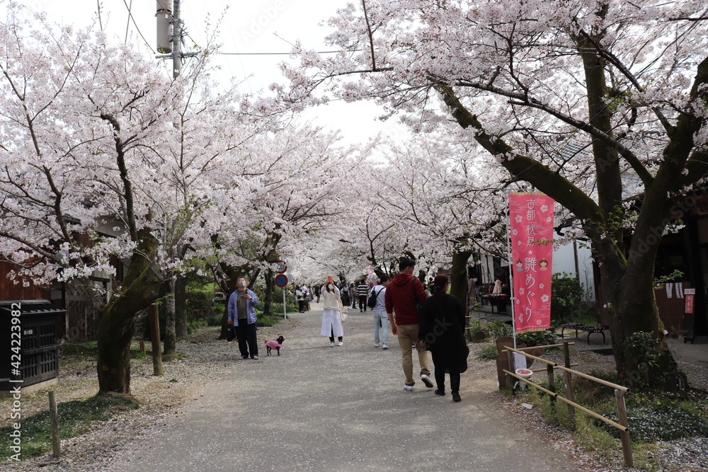 Obraz premium 桜が満開の秋月