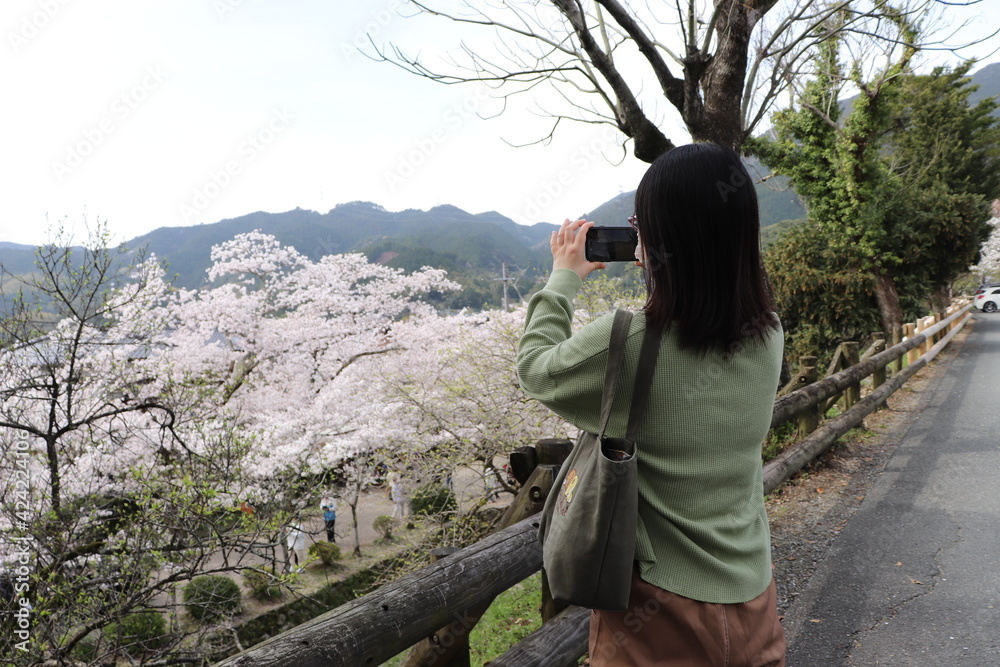 Obraz premium スマートフォンで桜を撮影する女性の後ろ姿
