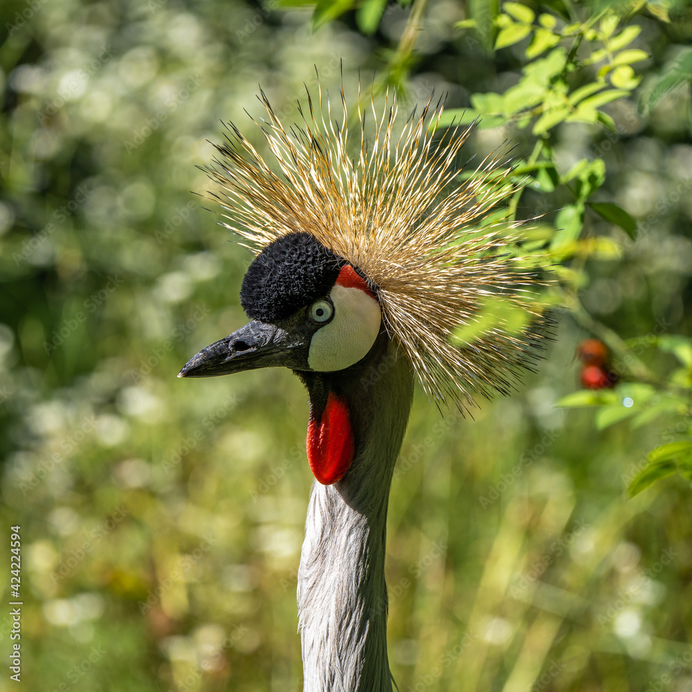 Fototapeta premium Black Crowned Crane, Balearica pavonina in a park