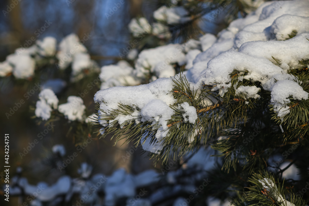 winter forest, snowy nature. Cold winter. Russian forest. December. January. February. winter forest, snowy nature. Cold winter. Russian forest. December. January. February.