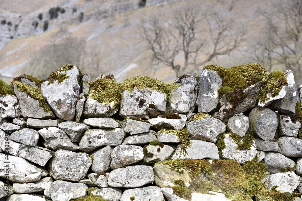 Stone walling in the Yorkshire dales 