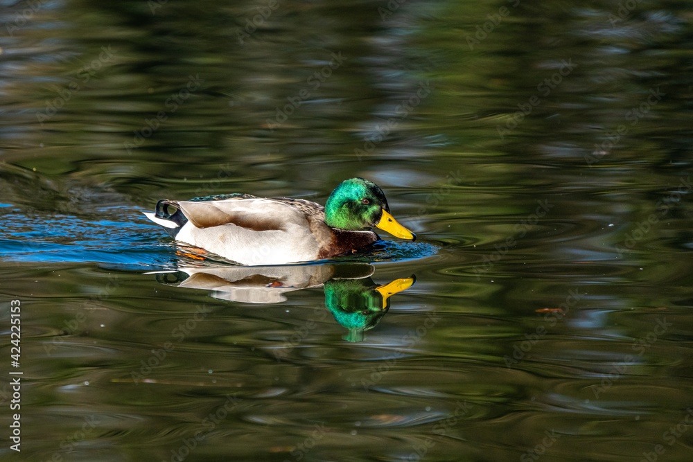 Obraz premium Wild duck or mallard, Anas platyrhynchos swimming in a lake