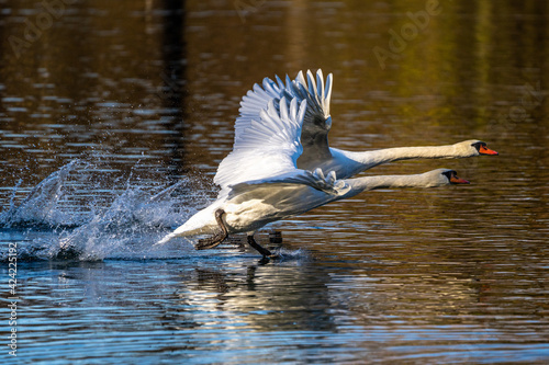 Mute swan, Cygnus olor swimming on a lake