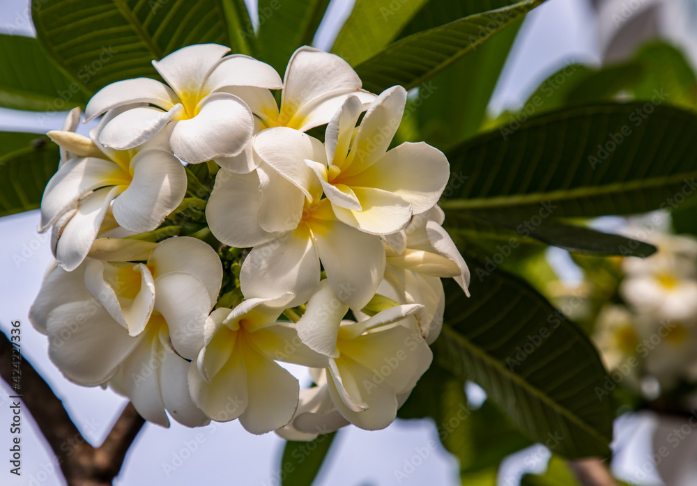 Group of white plumeria frangipani flowers ( Leelawadee ) on green leaf background. Thai Beautiful and Awesome flowers, Tropical flower, Copy space, Selective focus. Group of white plumeria frangipani flowers ( Leelawadee ) on green leaf background. Thai Beautiful and Awesome flowers, Tropical flower, Copy space, Selective focus.