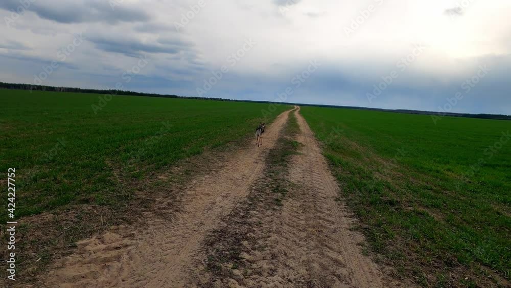 Czechoslovakian wolfdog runs along a forest road, dog Running through forest on dusty pathway dry leaves ground Czechoslovakian wolfdog runs along a forest road, dog Running through forest on dusty pathway dry leaves ground