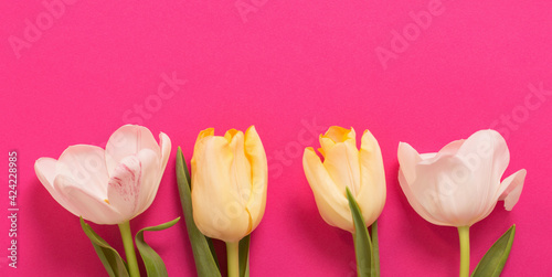 Fototapeta Naklejka Na Ścianę i Meble -  yellow  tulips on pink paper background