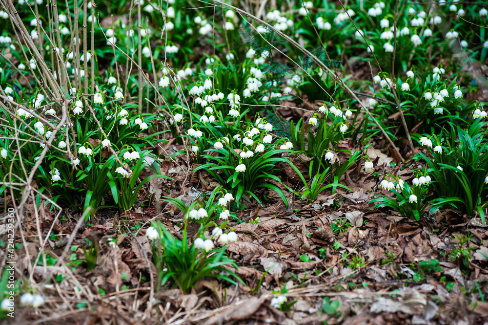 Spring flowers in city park Spring flowers in city park