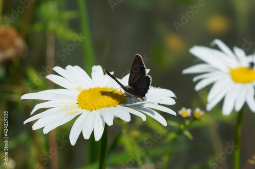 butterfly on daisy © Ольга 