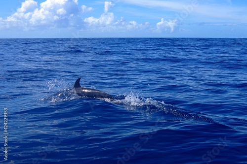 dauphin