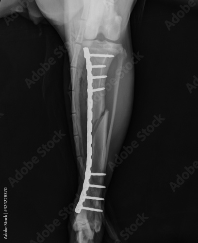 X ray of a dog tibial fracture repair using plate and screws. Dog broken leg surgery