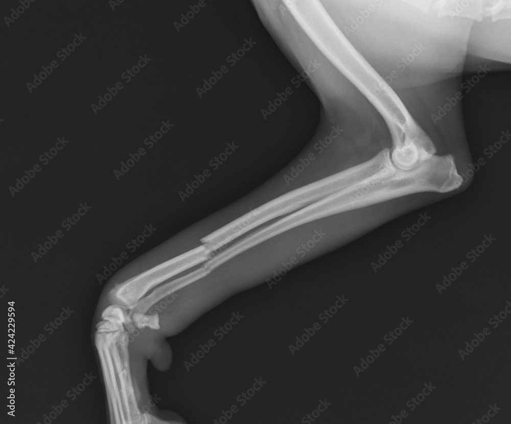 Dog x ray radius and ulna fracture. Canine broken leg Stock Photo