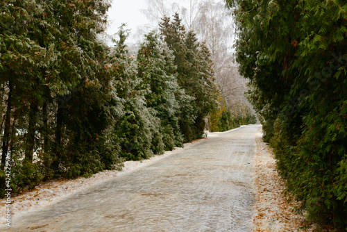 A slippery alley with thuja trees covered with ice after a freezing rain
