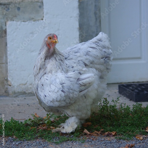 poule Pekín