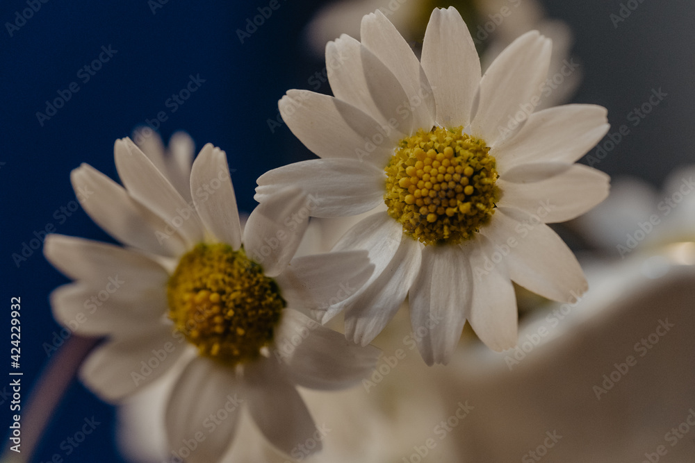 Bouquet daisies in a white vase. Large bouquet of field chamomiles in a vase on a sunset background. Grass flowers, Daisy flowers, Book background Bouquet daisies in a white vase. Large bouquet of field chamomiles in a vase on a sunset background. Grass flowers, Daisy flowers, Book background