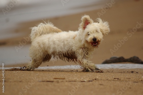petit chien croisé