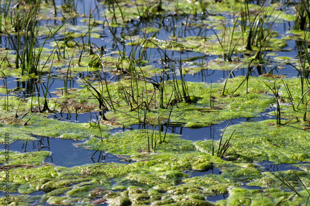 Algae on the surface of wetlands Algae on the surface of wetlands