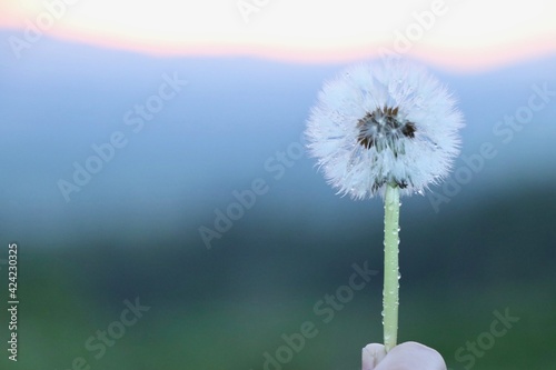 Dandelion Fluff, Japan