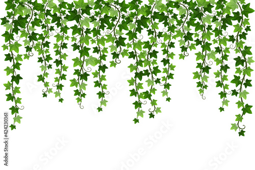 Leinwand Poster Green climbing hanging ivy creeper plant isolated on white background
