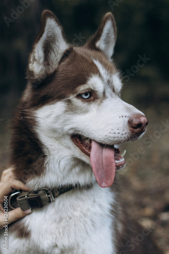 siberian husky dog portrait