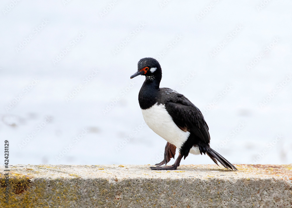 Naklejka premium Magellanic Cormorant - Rock Shag standing on the wharf of Port Stanley, Falkland Islands