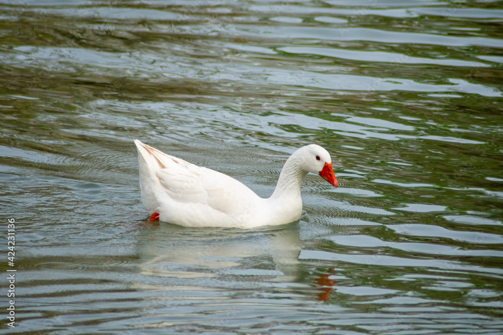 Obraz premium Pato nadando en el río Tajo
