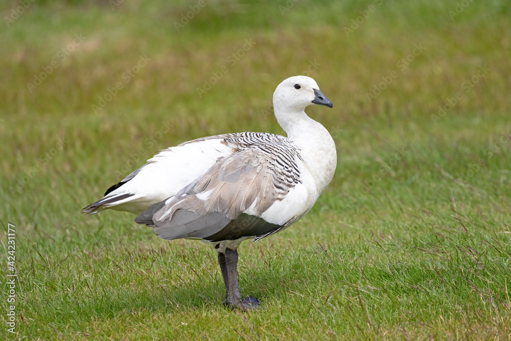 Male Upland Goose or Greater Magellan Goose - Chloephaga picta leucoptera. Falklands Island Male Upland Goose or Greater Magellan Goose - Chloephaga picta leucoptera. Falklands Island