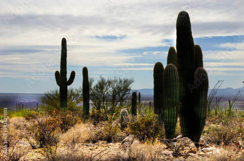 saguaro cactus in state