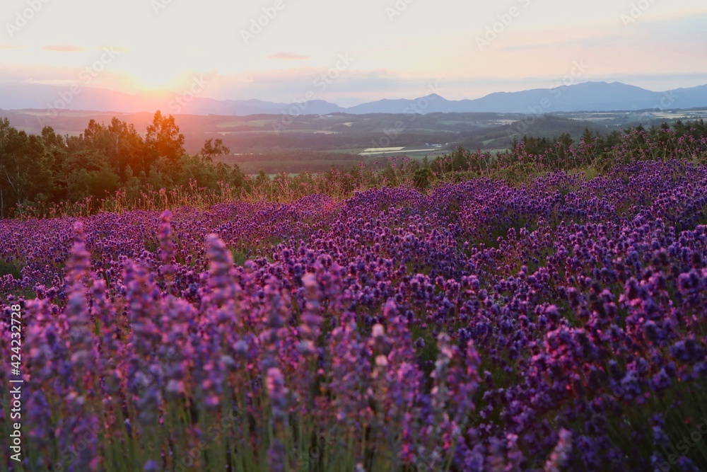 Lavender Field, Furano, Hokkaido, Japan