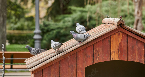 Group of pigeons perched on top of a house in a park pond