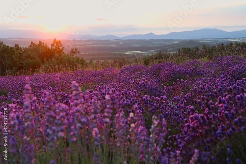 Lavender Field  Furano  Hokkaido  Japan
