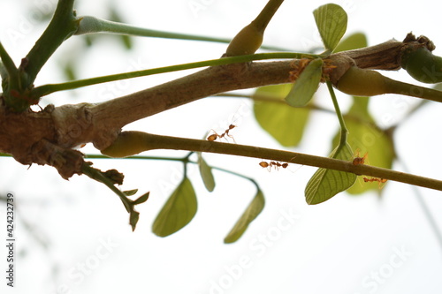 branch of a tree with red little ants