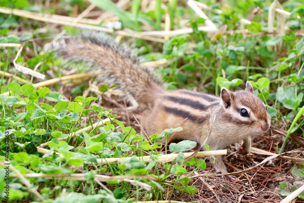 Chipmunk, Hokkaido, Japan Chipmunk, Hokkaido, Japan