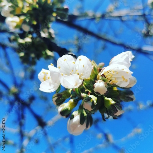 tree flowers